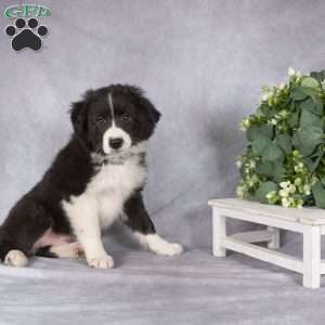 Bentley, Border Collie Puppy